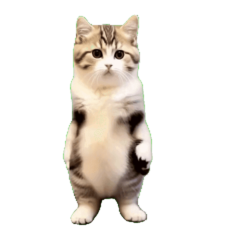 Танцующий кот-мем